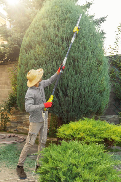 Professional Tree Removal and Landscaping Services in Mccormick, SC